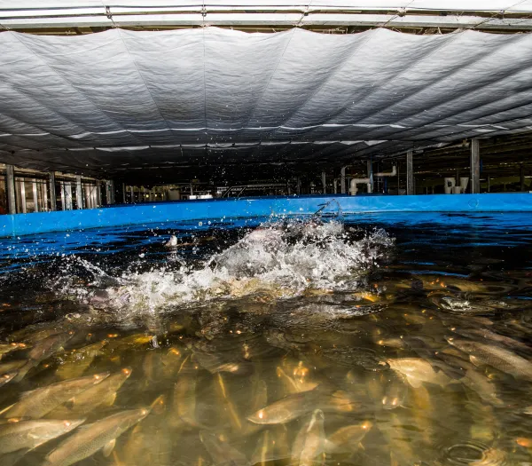 Aquaculture