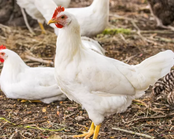 Bigstock Chicken Broilers Poultry Farm 293431294