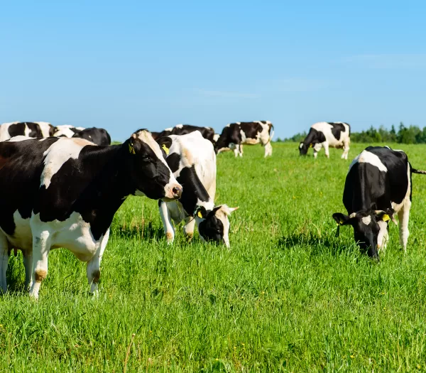 Bigstock Cows Graze On A Green Field In 286662196